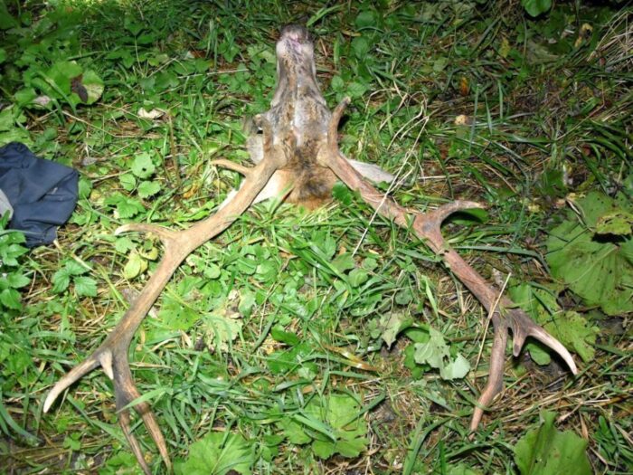 nielegalne polowanie, gmina Krempna, powiat jasielski, Piotr Wojtunik