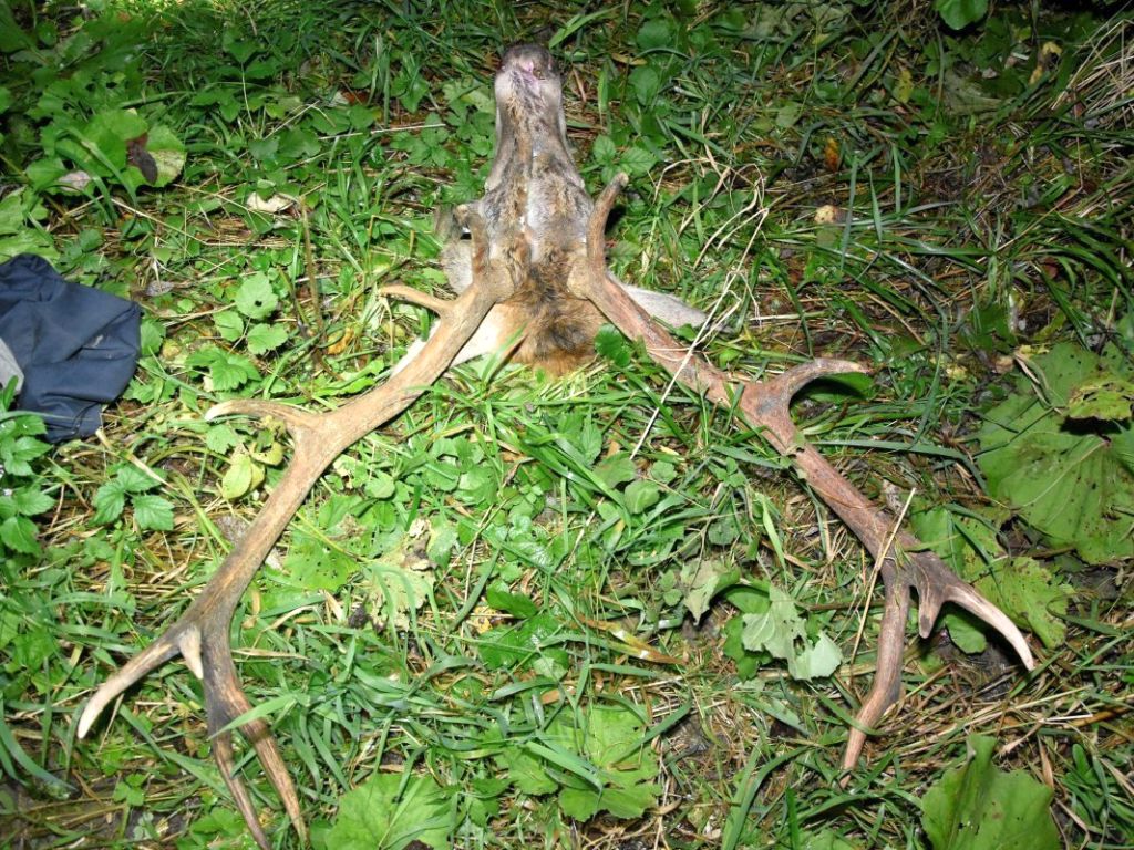 nielegalne polowanie, gmina Krempna, powiat jasielski, Piotr Wojtunik