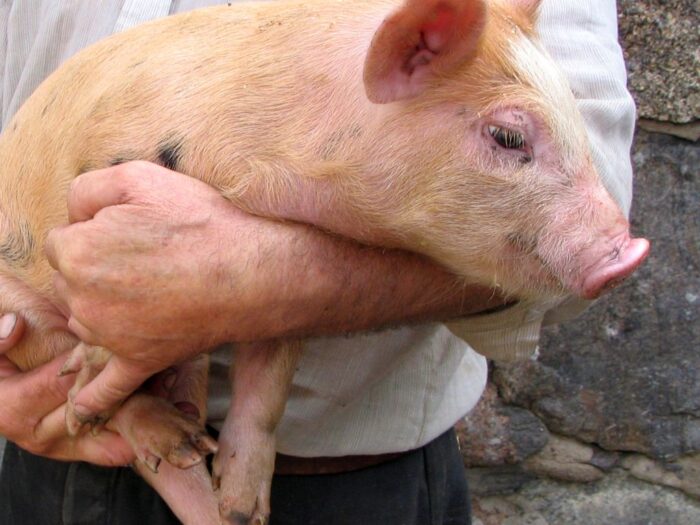 prosiak w worku, Biłgoraj, Joanna Klimek