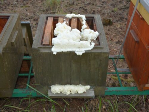 wytrute pszczoły w pasiece, Tworzymirki , pszczelarstwo, KPP Gostyń