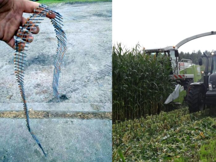 pułapki w kukurydzy, powiat chodzieski, Budzyń, sieczkarnia