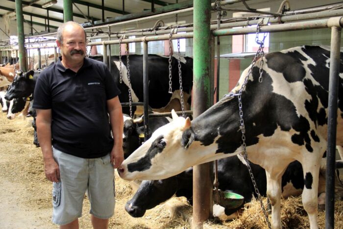 bydło mleczne, rekordowe wydajności, PMR, praca hodowlana, obora uwięziowa