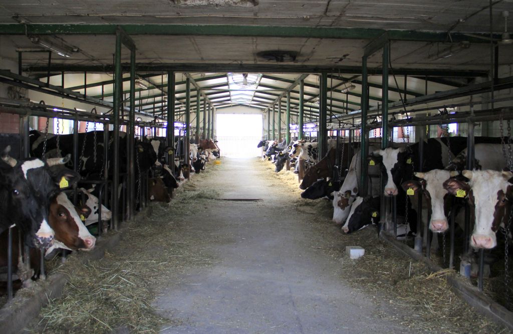bydło mleczne, rekordowe wydajności, PMR, praca hodowlana, obora uwięziowa