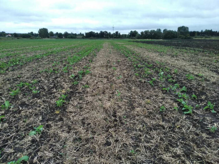 rzepak, pole, słoma, drzewa