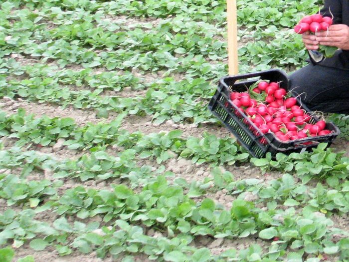 Alaksandr Łukaszenka, pracownicy sezonowi z BIałorusi, zbiory warzyw i owoców
