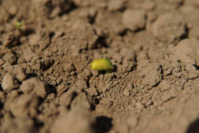 Agroyoumis, warsztaty polowe w Pawłowicach, Natalia Sibirtseva, Marek Michalik