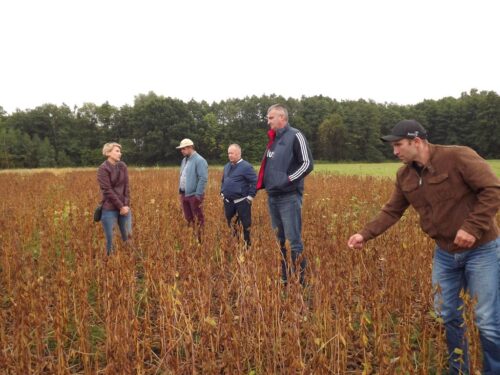 Agroyoumis,warsztaty polowe w Strzałkowie, Natalia Sibirtseva, uprawa soi i słonecznika