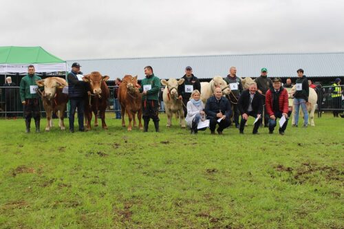 PZHiPBM, bydło mięsne, Krajowa Wystawa Bydła Mięsnego, buhaje, jałówki, krowy, cielęta, opasy, limousine, charolaise