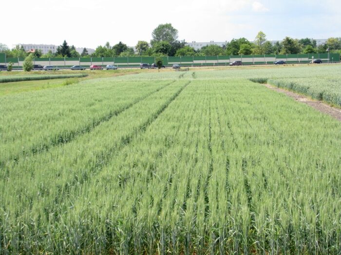 strategie grains, unijny eksport zbóż, rynek zbóż, pszenica