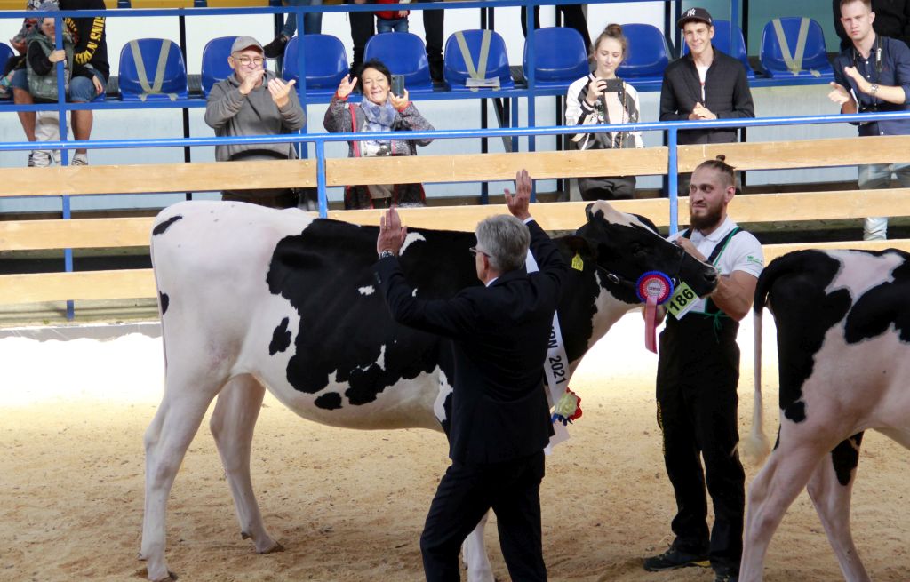 Regionalna Wystawa Zwierząt Hodowlanych w Szepietowie, bydło mleczne, superczempiony,
