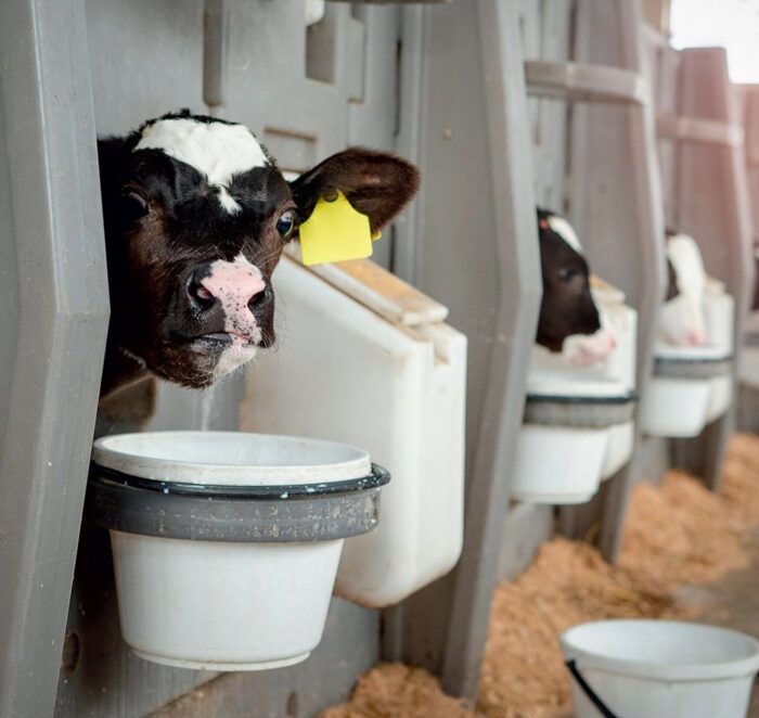 Agrifirm, bydło, trzoda chlewna, paszmark