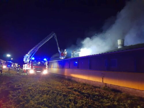 pożar chlewni, Bara, powiat gryfiński, hodowla trzody chlewnej