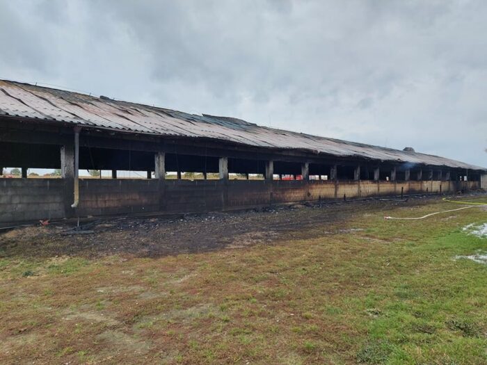 pożary w gospodarstwach, pożar chlewni, Różnowo, powiat iławski