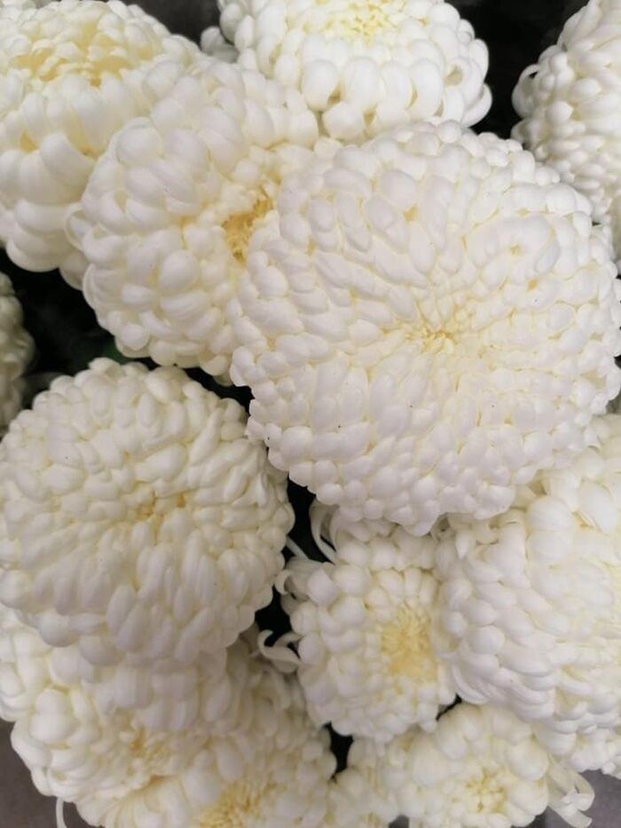 rynek hurtowy w broniszach, Anna Kaszewiak, kwiaty cięte i dopniczkowe