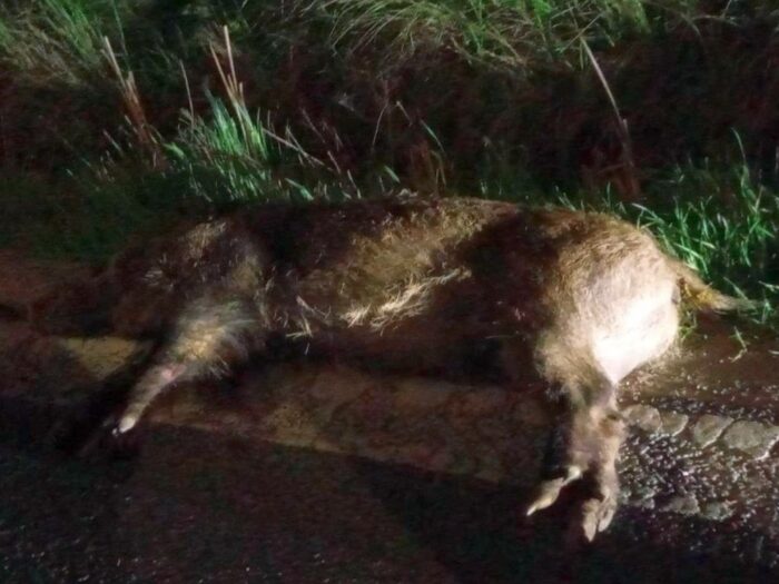 Polski Związek Łowiecki, chłodnie na tusze dzików, walka z asf w Polsce, koła łowieckie