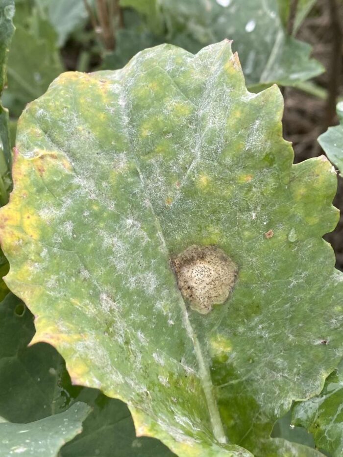 sucha zgnilizna, rzepak, mączniak