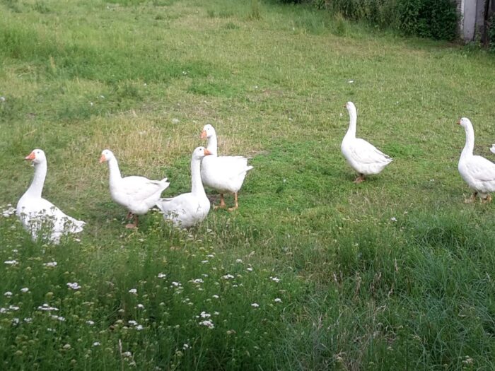 drób wodny, gęsina, mięso kacze, gęsi, kaczki, de heus, produkcja drobiu, Marcin Szukalski