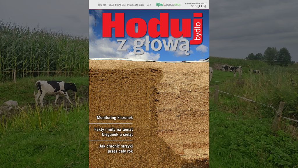 Hoduj z Głową Bydło, bydło mleczne, bydło mięsne, krowy mleczne, mamki, cielęta, jałówki, buhaje, opasy, żywienie bydła