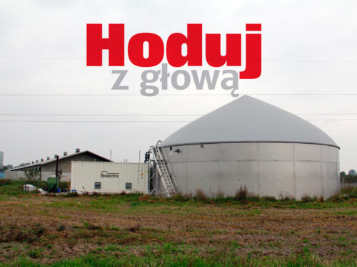 Hoduj z Głową Świnie, trzoda chlewna, maciory, lochy, prosięta, warchlaki, tuczniki, żywiec wieprzowy, chlewnia