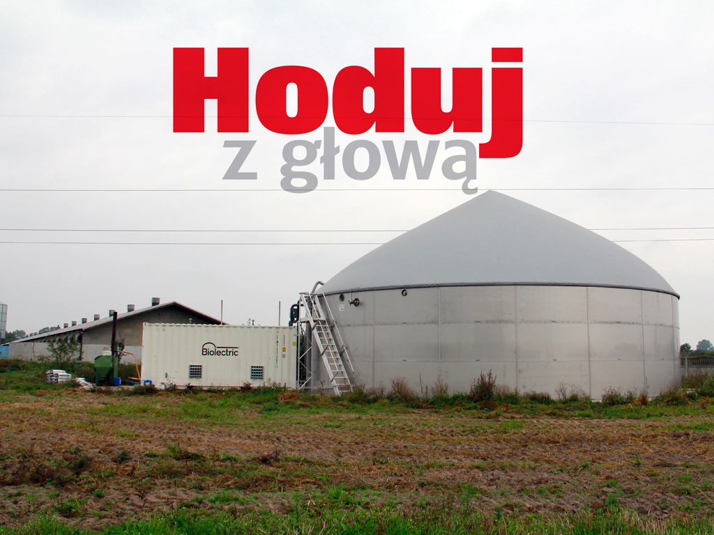 Hoduj z Głową Świnie, trzoda chlewna, maciory, lochy, prosięta, warchlaki, tuczniki, żywiec wieprzowy, chlewnia