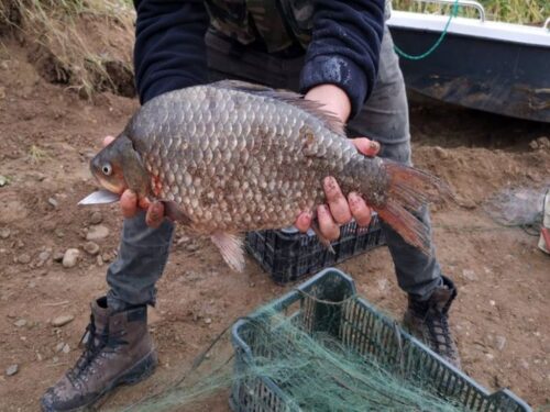 hodowla ryb, susza, pieniądze, de minimis