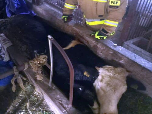 krowa w żłobie, Pełczyce, powiat staszowski, Michal Bednarski