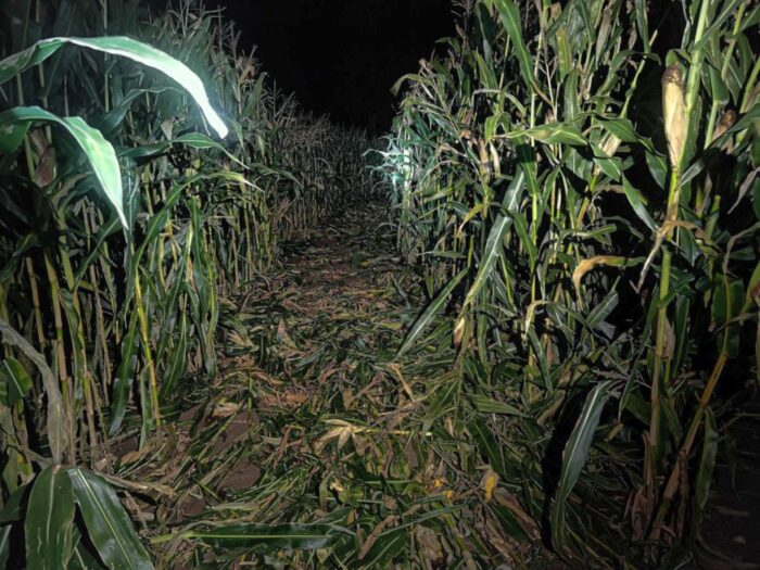 Ucieczka z nielegalnymi imigrantami, Siemiatycze, uprawa kukurydzy