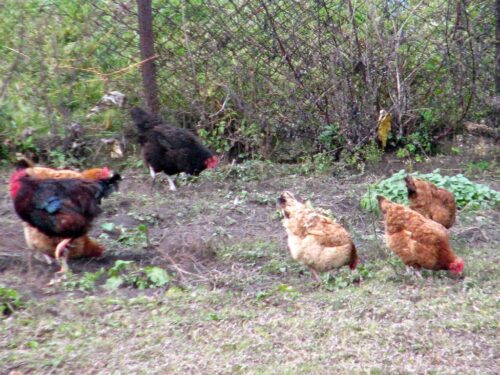 uciążliwość zapachowa na wsi, hodowla kur, Przasnysz, Łukasz Chrostowski