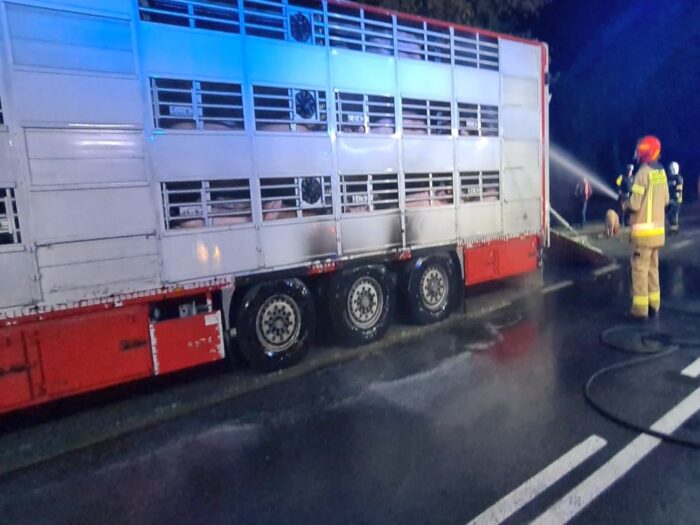 transport trzody chlewnej, pożar naczepy ze świniami, KP PSP Stargard, Krąpiel