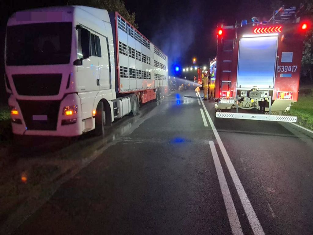 transport trzody chlewnej, pożar naczepy ze świniami, KP PSP Stargard, Krąpiel