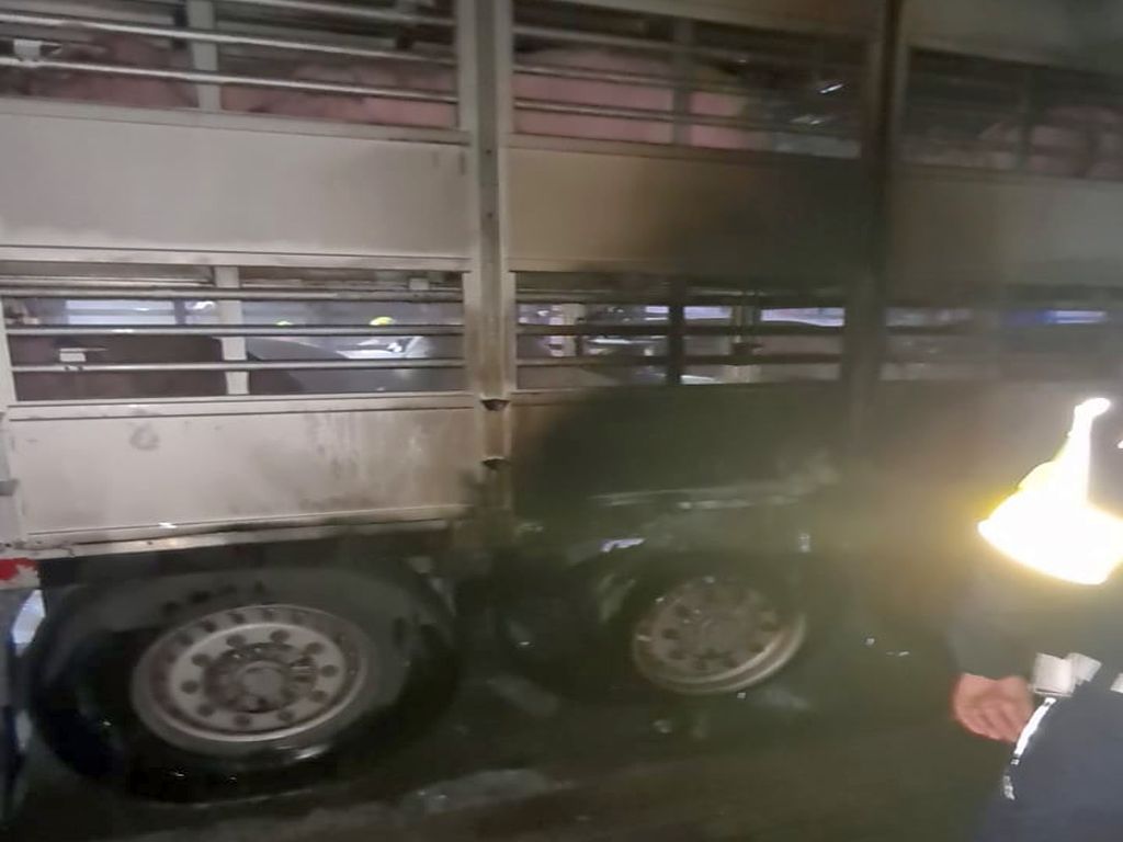 transport trzody chlewnej, pożar naczepy ze świniami, KP PSP Stargard, Krąpiel