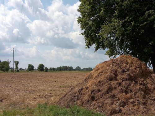 fosforowe nawozy mineralne, nawozy organiczne, Nature Communications