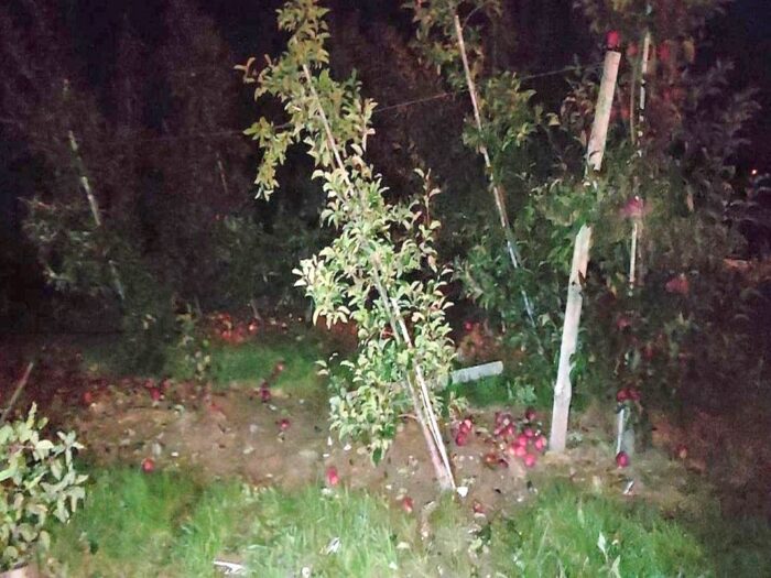 pijani traktorzyści, zniszczony sad, Paweł Cieliczko,  Edyta Krystkowiak. gmina dołhobyczów