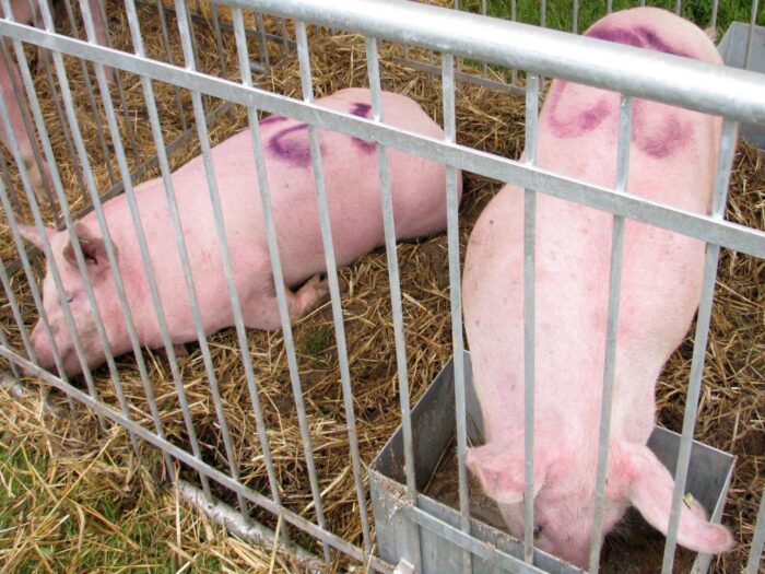 żywiec wieprzowy, wieprzowina, asf