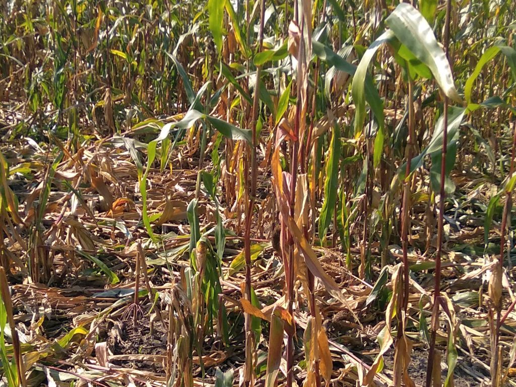 odszkodowania łowieckie, prawo łowieckie, Edward Siarka, Sejm