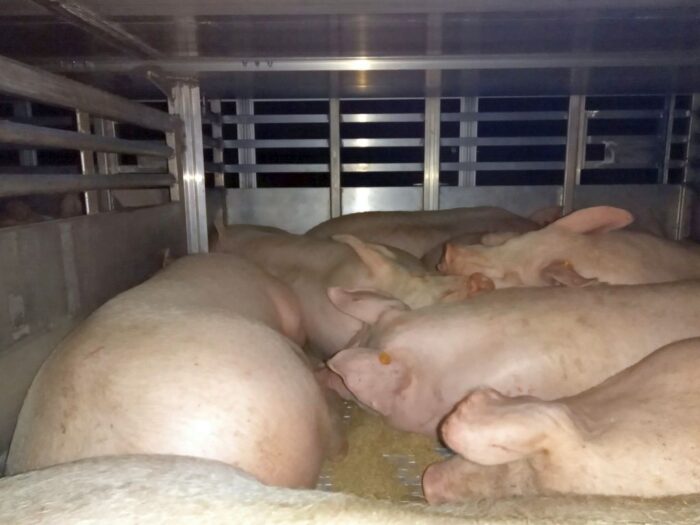 walka z asf w Polsce, transport trzody chlewnej, kontrola ubojni