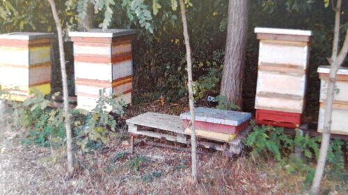 kradzież uli ze pszczołami, Golinka, powiat rawicki, Beata Jarczewska