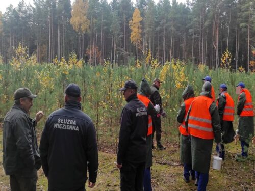 więźniowie w lasach, Nadleśnictwa Bielsk, Areszt Śledczy w Hajnówce