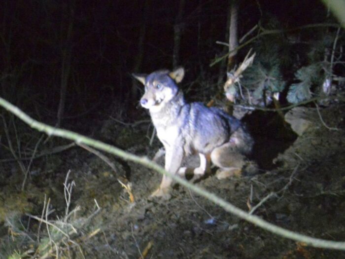 ataki wilków na bydło, Kłoniczki, gmina Lutów, Marek Pikuła, Antoni Pomykała