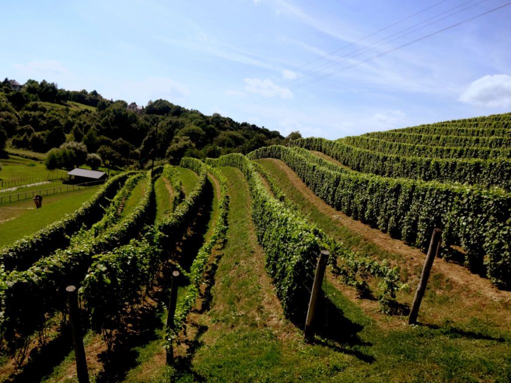 winnica biodynamiczna, pawlikowice, Agnieszka Rousseau