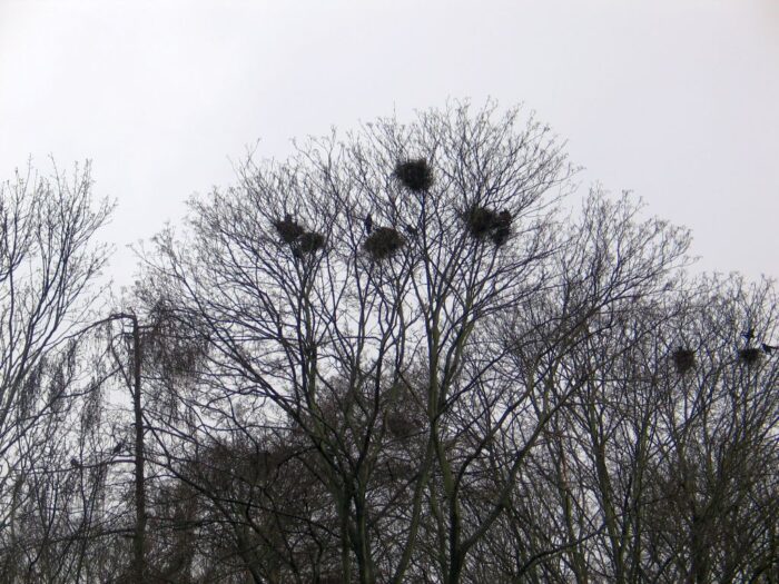 uprawa kapusty pekińskiej, gmina Piątek, Bronisław Węglewski