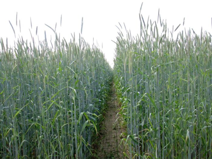 produkcja zbóż, pszenica, zboża paszowe