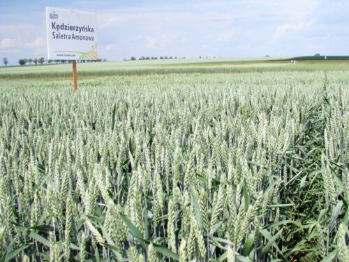 produkcja zbóż, pszenica, zboża paszowe