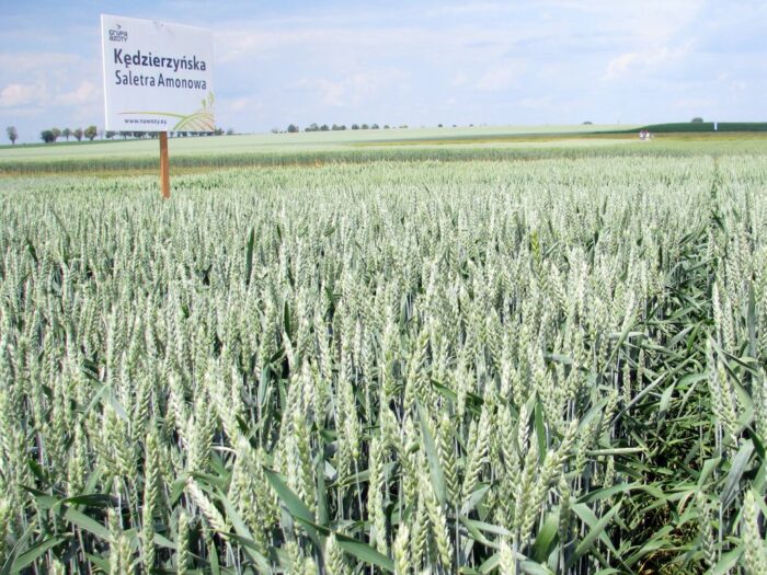 produkcja zbóż, pszenica, zboża paszowe