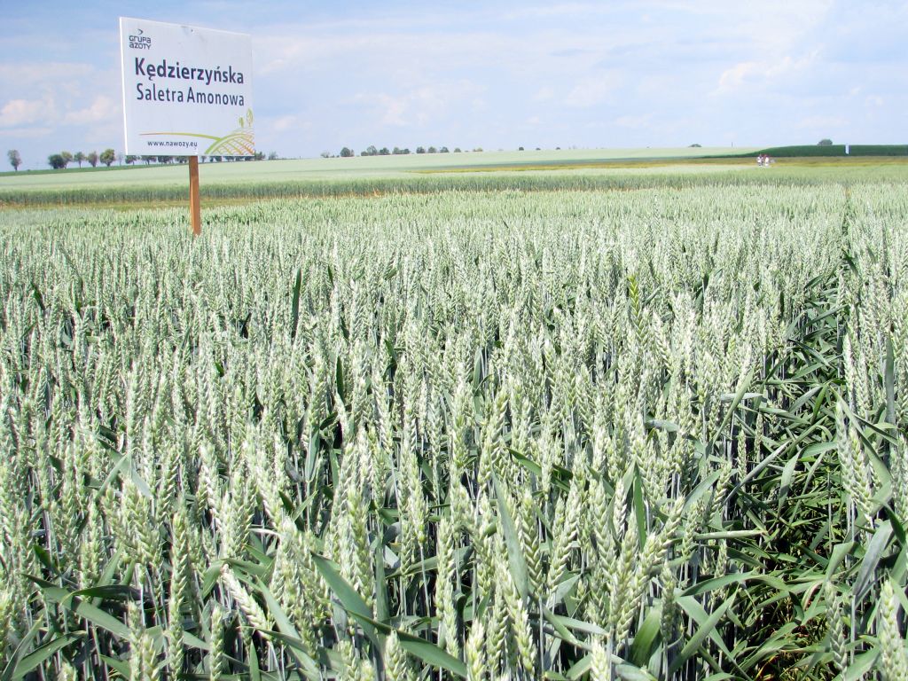 produkcja zbóż, pszenica, zboża paszowe