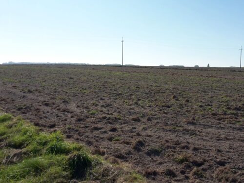 dzierżawa państwowej ziemi, cena skupu pszenicy, raport gus, skup podstawowych produktów rolnych