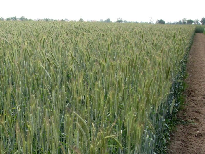 podatek rolny, cena skupu żyta, gus