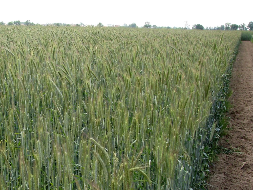 podatek rolny, cena skupu żyta, gus