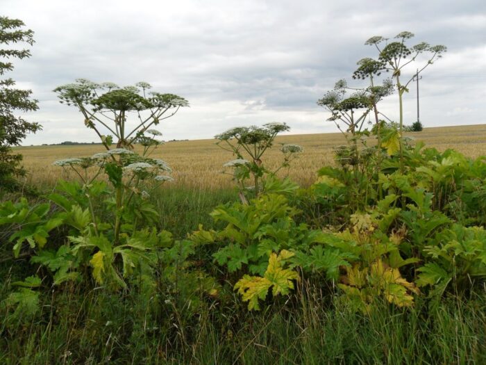 Barszcz Sosnowskiego, NFOŚiGW, Gmina Debrzno, gmina Leżajsk
