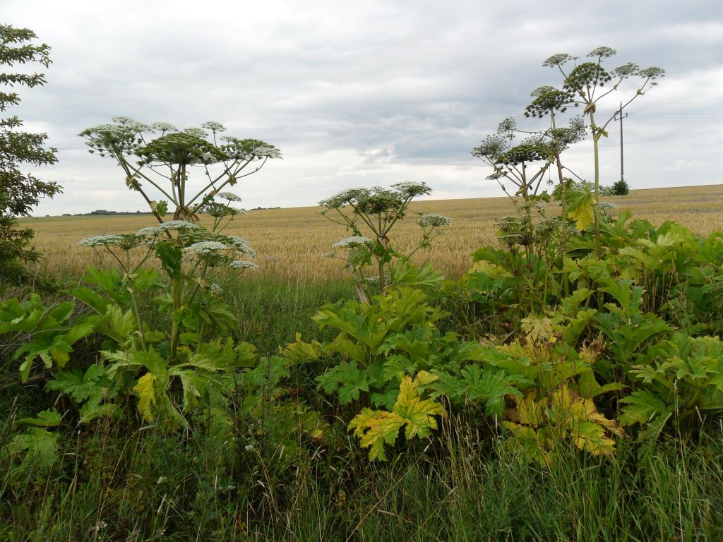 Barszcz Sosnowskiego, NFOŚiGW, Gmina Debrzno, gmina Leżajsk